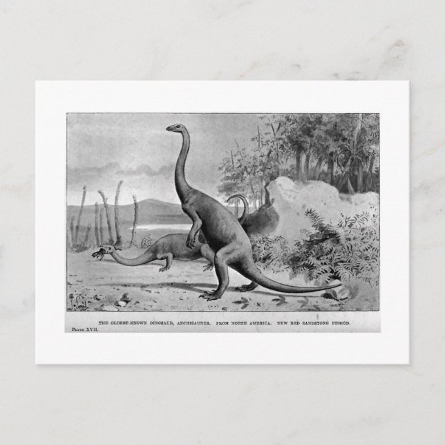 Anchisaurus konst vykort (Framsida)