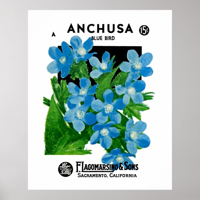 Anchusa Poster (Framsidan)