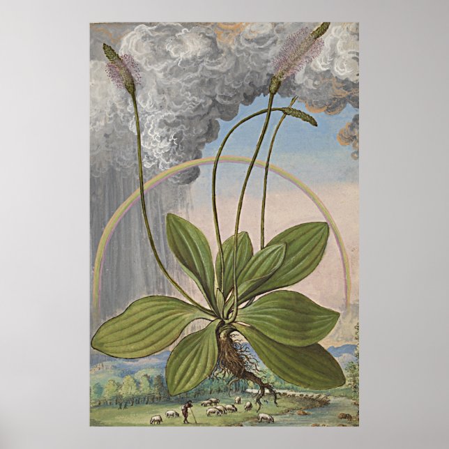 Ancient Botanical Art Broadleaf Plaintain Poster (Framsidan)