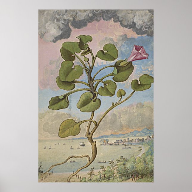 Ancient Botanical Art Coastal Bindweed Poster (Framsidan)