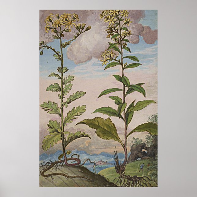 Ancient Botanical Art Goldenrod Poster (Framsidan)