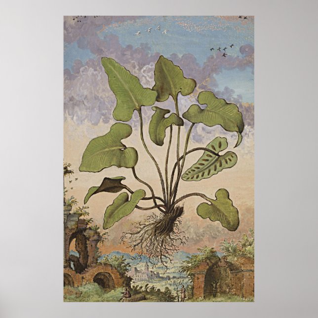 Ancient Botanical Art Hemionite Fern Poster (Framsidan)