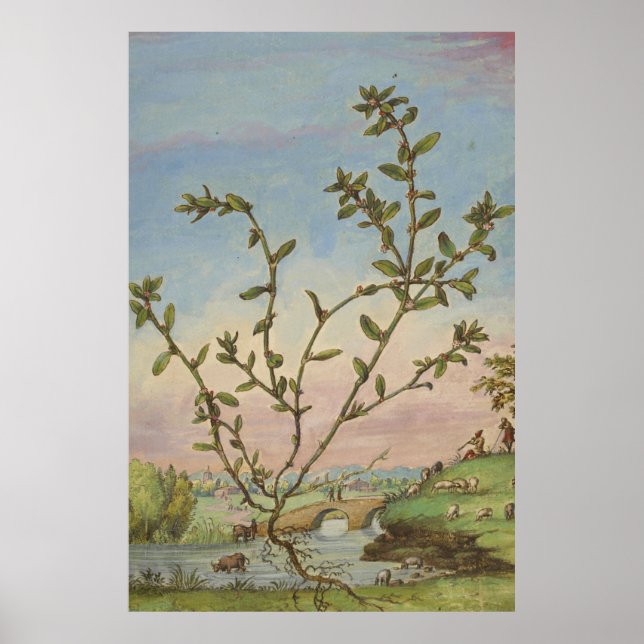 Ancient Botanical Art Mugwort Poster (Framsidan)