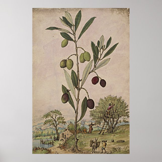 Ancient Botanical Art Olive Träd Poster (Framsidan)