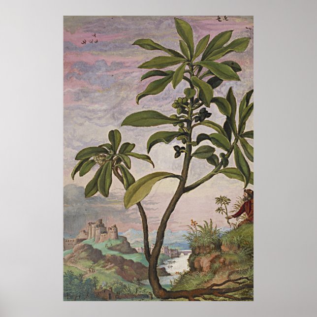 Ancient Botanical Art Spurge Laurel Poster (Framsidan)