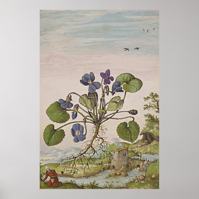 Ancient Botanical Art Viola Poster (Framsidan)
