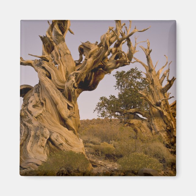Ancient Bristlecone Forest, White Mountains, CA Magnet (Framsidan)