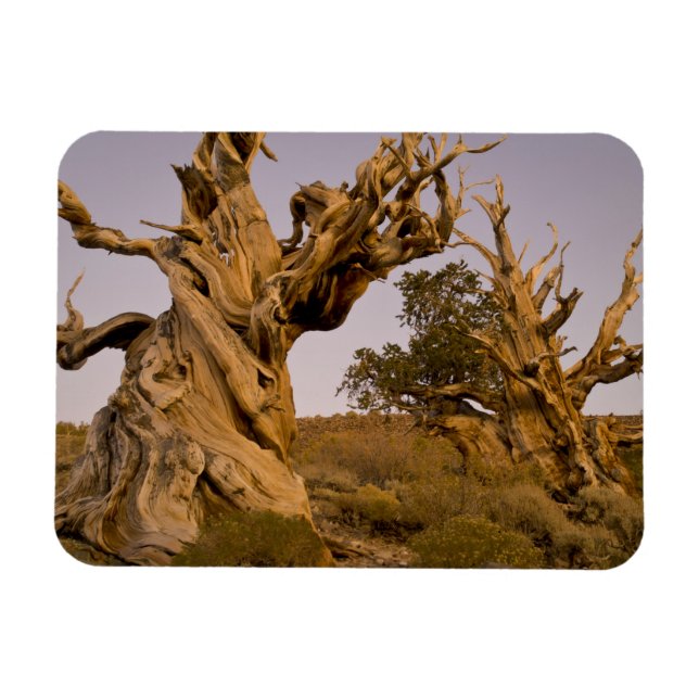 Ancient Bristlecone Forest, White Mountains, CA Magnet (Horisontell)