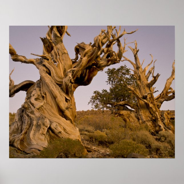 Ancient Bristlecone Forest, White Mountains, CA Poster (Framsidan)