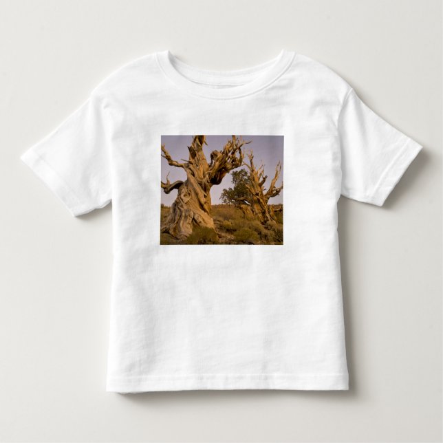 Ancient Bristlecone Forest, White Mountains, CA T-shirt (Framsida)