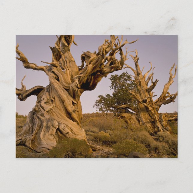 Ancient Bristlecone Forest, White Mountains, CA Vykort (Framsida)
