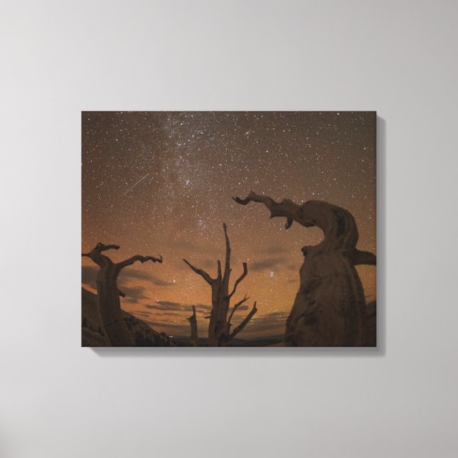 Ancient Bristlecone Gräs Forest | Kalifornien Canvastryck (Framsida)