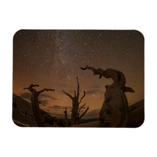 Ancient Bristlecone Gräs Forest Kalifornien Magnet