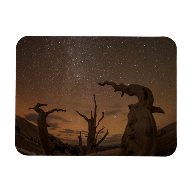 Ancient Bristlecone Gräs Forest | Kalifornien Magnet (Horisontell)