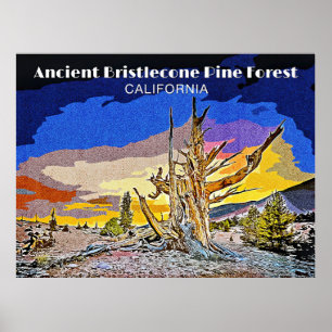 Ancient Bristlecone Gräs Forest, Kalifornien Poster