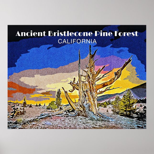 Ancient Bristlecone Gräs Forest, Kalifornien Poster (Framsidan)