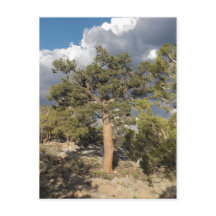 Ancient Bristlecone Gräs Forest