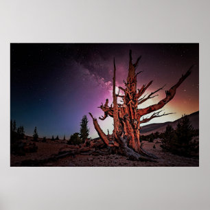 Ancient Bristlecone Gräs och Milky Way Poster