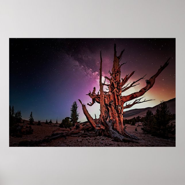 Ancient Bristlecone Gräs och Milky Way Poster (Framsidan)