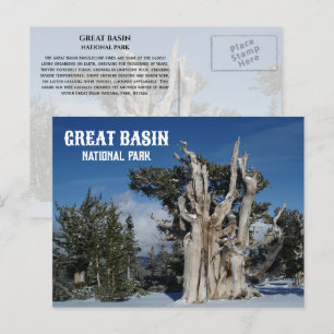 Ancient Bristlecone Gräs, Winter, Underbar Basin N Vykort