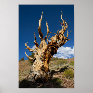 Ancient Bristlecone Print, Value Poster Pappert