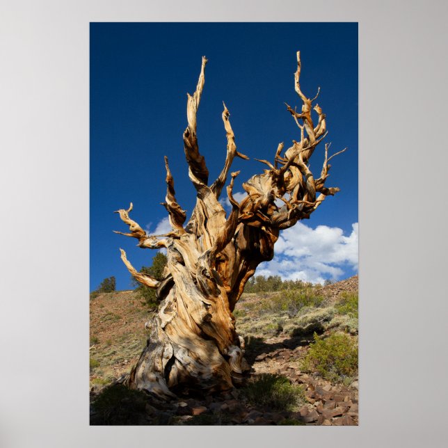 Ancient Bristlecone Print, Value Poster Pappert (Framsidan)