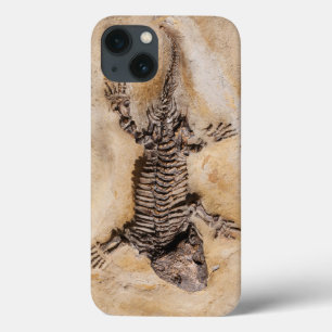 Ancient Dinosaur Fossil in Stone