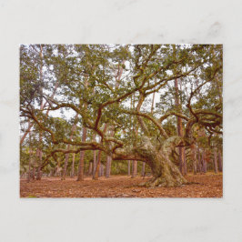 Ancient Live Oak i Cadillac Square Vykort