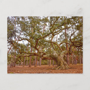 Ancient Live Oak i Cadillac Square Vykort