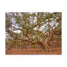 Ancient Live Oak i Cadillac Square