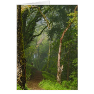 Ancient Oaks Trail Hälsningskort