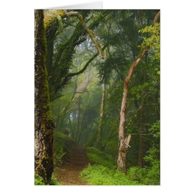 Ancient Oaks Trail Hälsningskort (Framsidan)