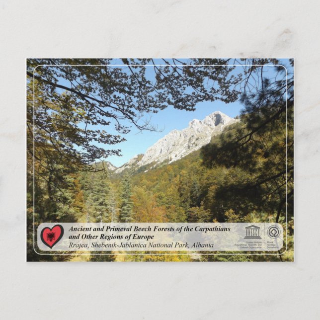 Ancient- och Primeval Beech Forests - Rrajca Vykort (Framsida)