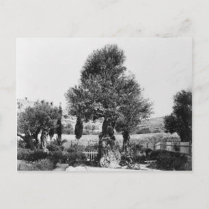 Ancient Oil träd i Garden of Gethsemane Vykort