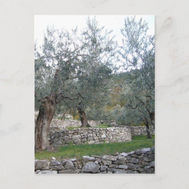 Ancient Olive Träd Vykort (Framsida)