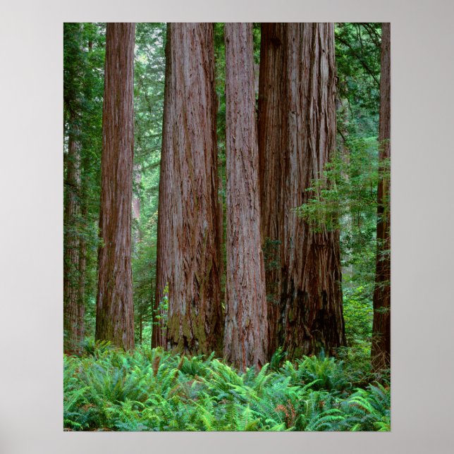 Ancient Redwood Towering Poster (Framsidan)
