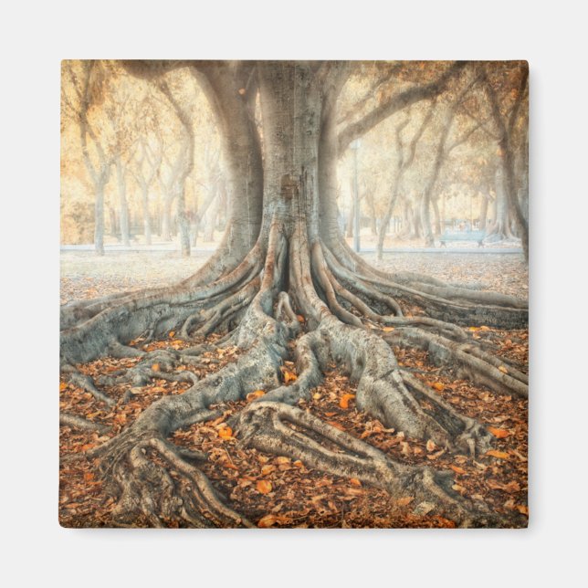 Ancient Träd Roots Magnet (Framsidan)