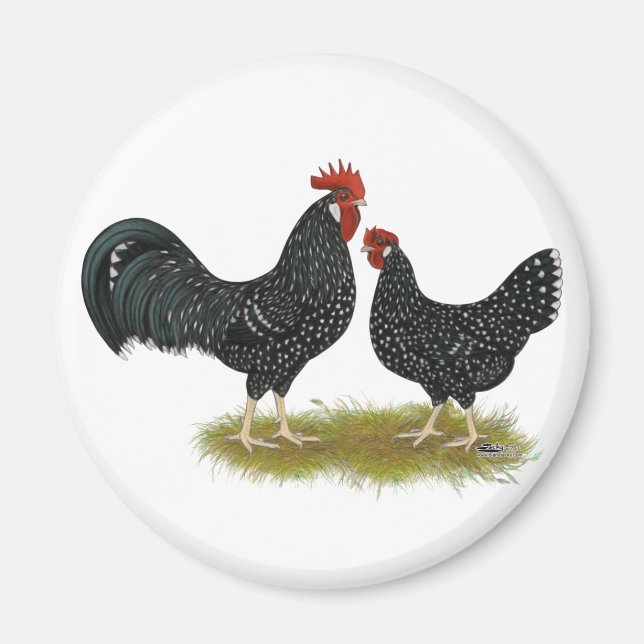 Ancona Chickens Magnet (Framsidan)