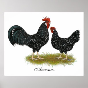 Ancona Chickens Poster