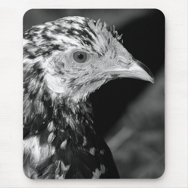 Ancona Hen Musmatta (Framsidan)
