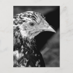 Ancona Hen Vykort