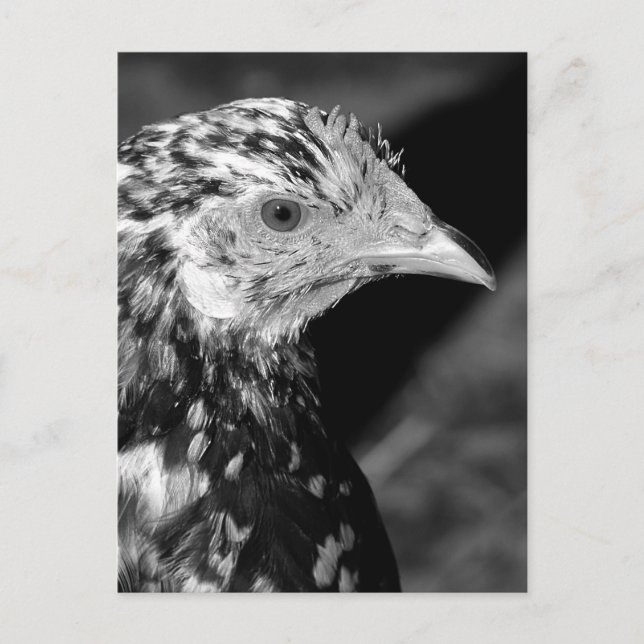 Ancona Hen Vykort (Framsida)