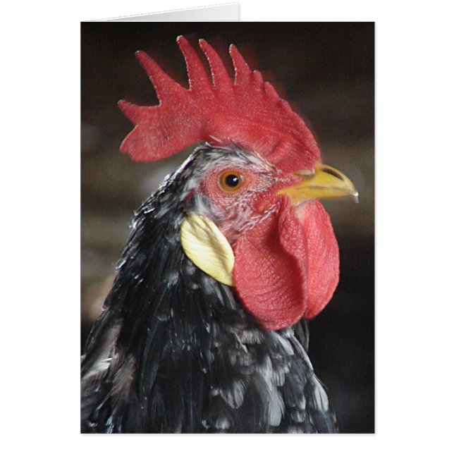 Ancona Roo Hälsningskort (Framsidan)