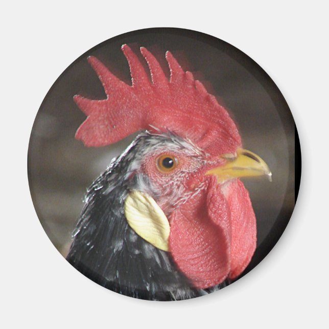 Ancona Roo Magnet (Framsidan)