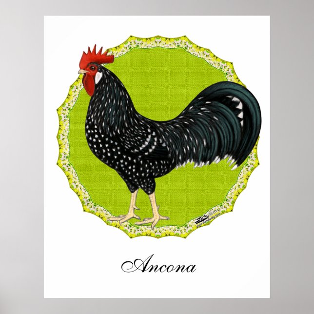 Ancona Tupp Poster (Framsidan)