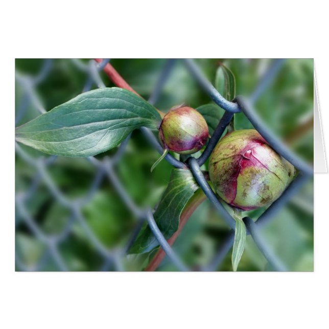 ända fram till stängsel hälsningskort (Framsidan Horizontal)