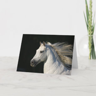 Andalucian Stallion Headshot Mane Flowing Kort