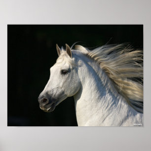 Andalucian Stallion Headshot Mane Flowing Poster