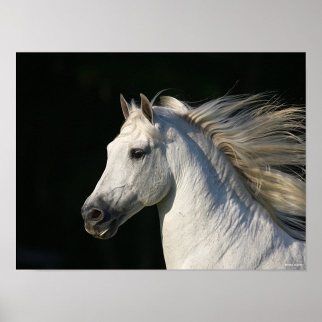 Andalucian Stallion Headshot Mane Flowing Poster (Framsidan)