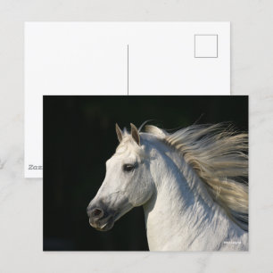 Andalucian Stallion Headshot Mane Flowing Vykort
